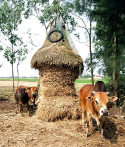 Cows on field