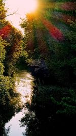 Scenic view of lake in forest