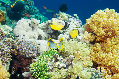 View of fish in sea