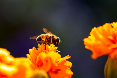 Close-up of bee pollinating on flower