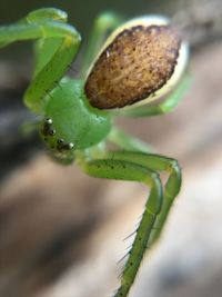 Close-up of insect on leaf