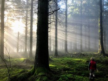 Boy in a misty forest