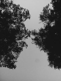 Low angle view of trees against clear sky