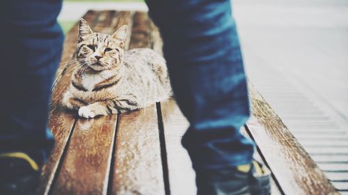 Low section of man with cat