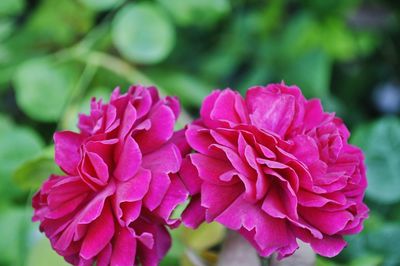 Close-up of pink flowers growing outdoors