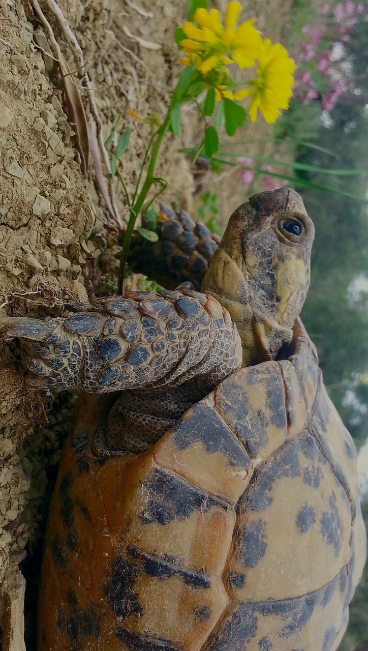 one animal, animal themes, animals in the wild, wildlife, reptile, lizard, nature, close-up, rock - object, tree, outdoors, full length, day, side view, zoo, focus on foreground, no people, animal head, zoology, beauty in nature