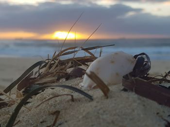 Close-up of driftwood on beach against sky during sunset