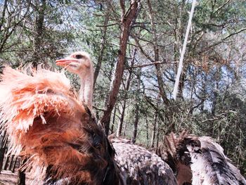 Close-up of ostrich by trees against sky