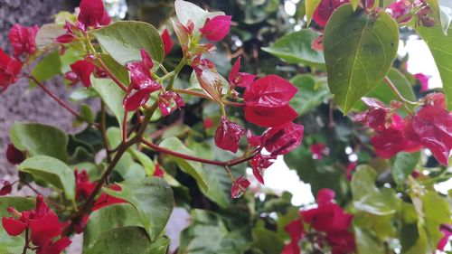 Close-up of red berries growing on tree
