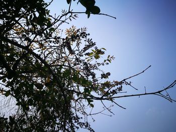 Low angle view of bird perching on tree against sky