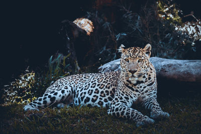 Tiger resting on a field