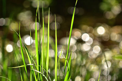 Close-up of plants growing on land