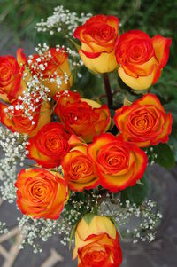 Close-up of red rose