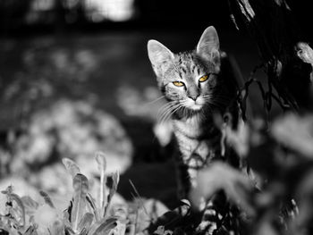 Close-up portrait of cat