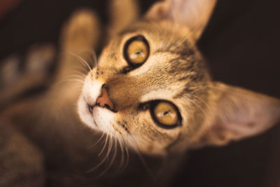 Close-up portrait of a cat