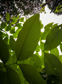 Close-up of fresh green leaves