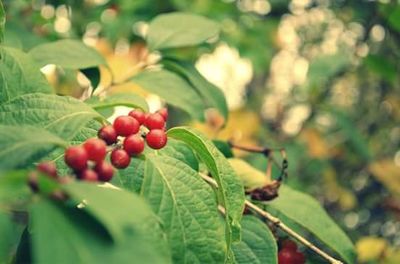 Close-up of red berries