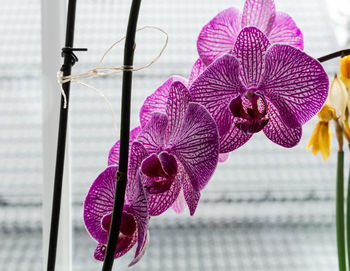 Close-up of purple orchid