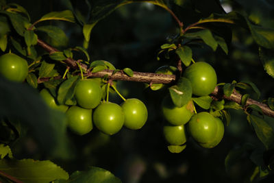 Close-up of fruits growing on tree