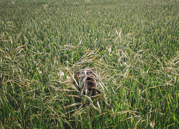 High angle view of corn field