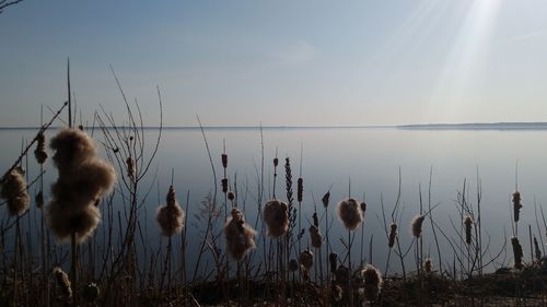 Close-up of plants against houghton lake