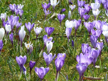 Close-up of purple crocus blooming on field