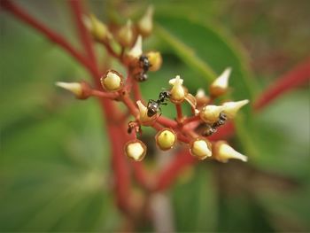 Close-up of red flower buds growing on plant