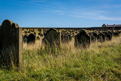 Sheep on field against sky