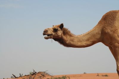 Low angle view of horse on sand against clear sky