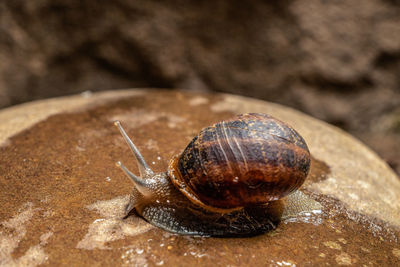 Close-up of snail