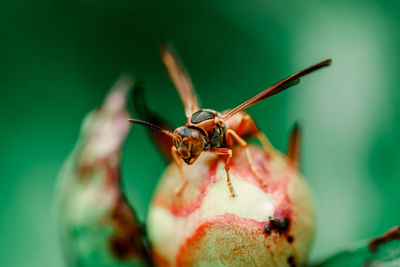 Insect on the peony flower. closeup or macro insect.