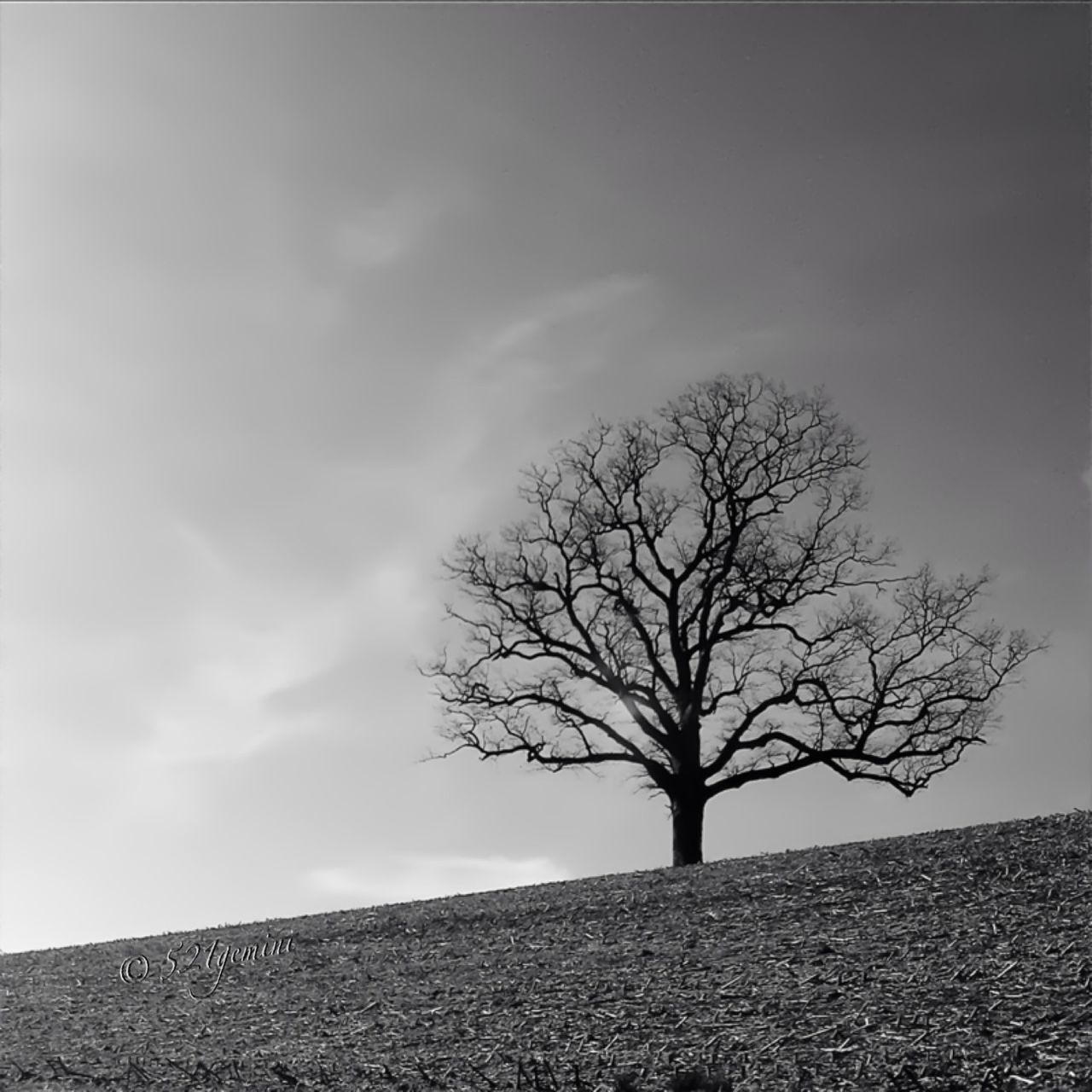 bare tree, tree, branch, sky, tranquility, tranquil scene, nature, landscape, scenics, beauty in nature, field, single tree, silhouette, tree trunk, low angle view, outdoors, no people, day, non-urban scene, cloud - sky