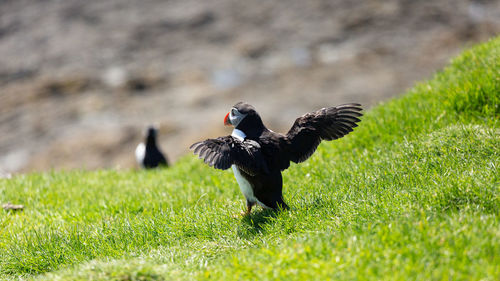 Black bird flying over a field