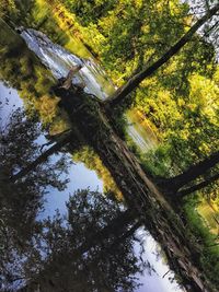 High angle view of river amidst trees in forest