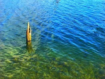 High angle view of old piers in siuslaw river