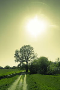 Trees on field against sky on sunny day