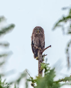 Young great gray owl begs for food