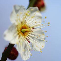 Close-up of white flowering plant against sky