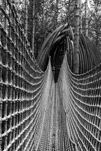 Close-up of feather on tree trunk