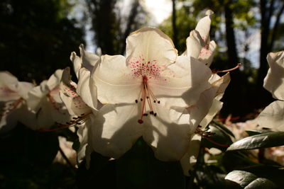 Close-up of flowers against blurred background