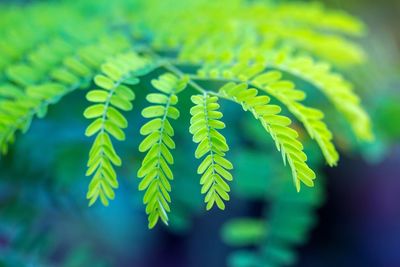 Close-up of fern leaves