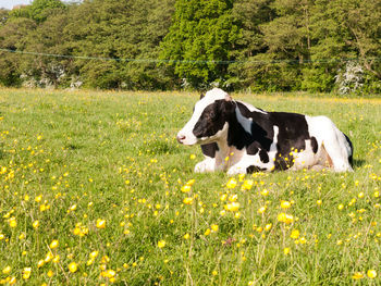 Cows in a field