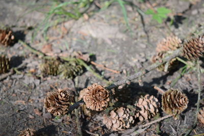 High angle view of dried plant on field