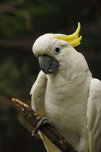 Yellow crested cockatoo looking to camera