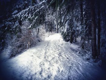 Snow covered trees in winter