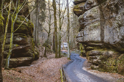 Empty road along trees in forest