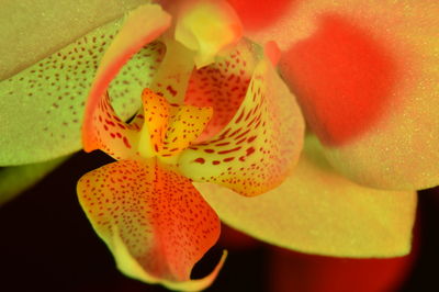 Close-up of orange flower