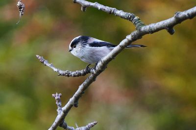 Close-up of bird perching on branch