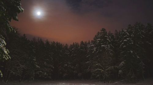 Trees against sky at night