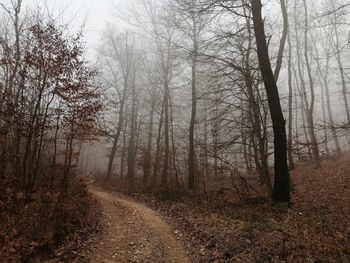 Dirt road amidst trees in forest